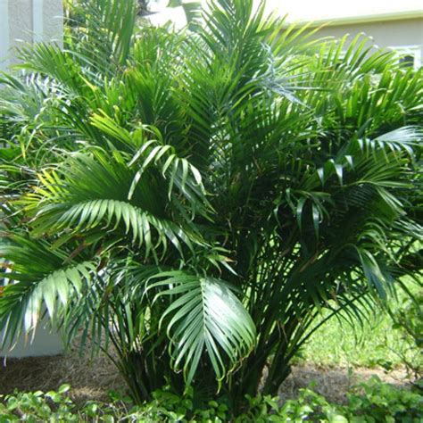 Cat palm tree. Things To Know About Cat palm tree. 